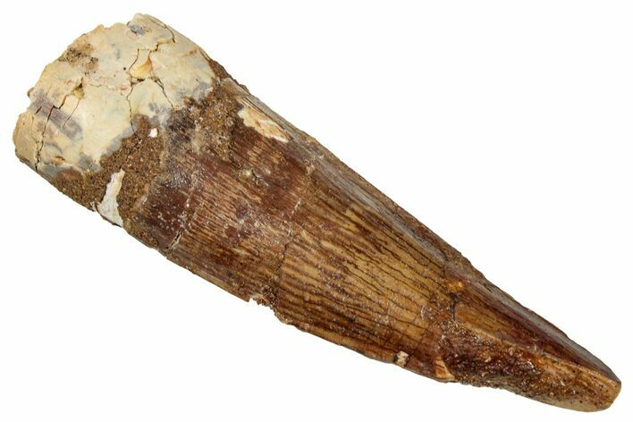Fossil Spinosaurus Tooth - Real Dinosaur Tooth #333668